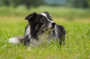 Obrázok pre kategóriu Psy