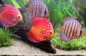 Obrázok pre kategóriu Akvaristika
