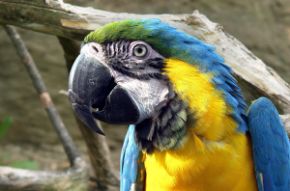 Obrázok pre kategóriu Vtáky