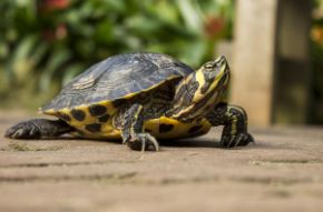 Obrázok pre kategóriu Teraristika