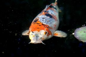 Obrázok pre kategóriu Jazierka