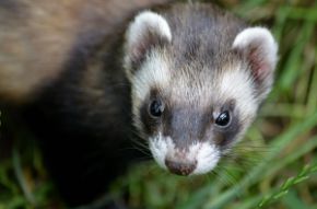 Obrázok pre kategóriu Ostatné zvieratá